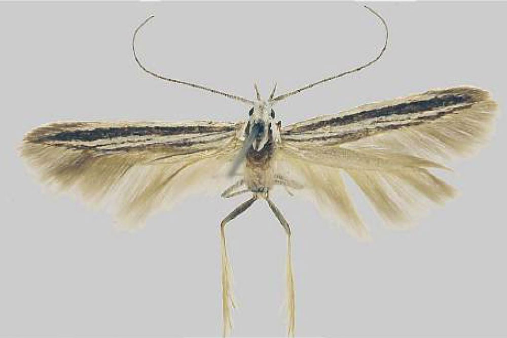 /filer/webapps/moths/media/images/V/venusta_Coleophora_HT_Baldizzone.jpg