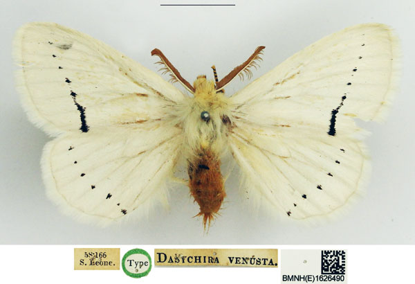 /filer/webapps/moths/media/images/V/venusta_Dasychira_STM_NHMUK.jpg