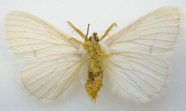 /filer/webapps/moths/media/images/V/venusta_Dasychira_STM_NHMUKb.jpg