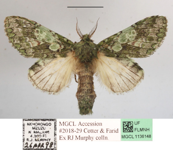 /filer/webapps/moths/media/images/V/venusta_Desmeocraera_A_MGCLa_01.JPG
