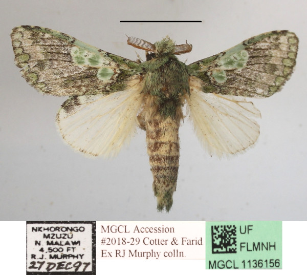 /filer/webapps/moths/media/images/V/venusta_Desmeocraera_A_MGCLa_02.JPG