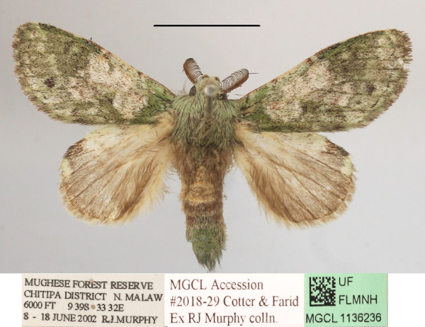/filer/webapps/moths/media/images/V/venusta_Desmeocraera_A_MGCLa_03.JPG