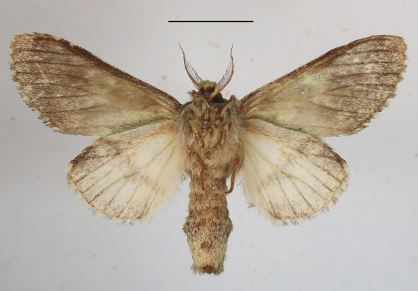 /filer/webapps/moths/media/images/V/venusta_Desmeocraera_A_MGCLb_01.JPG