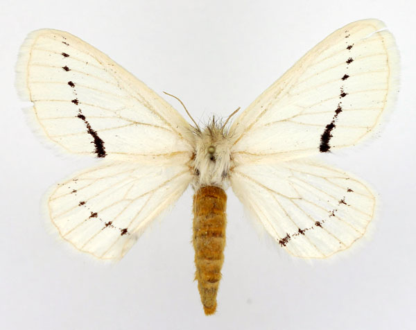 /filer/webapps/moths/media/images/V/venusta_Phiala_AF_Basquin.jpg