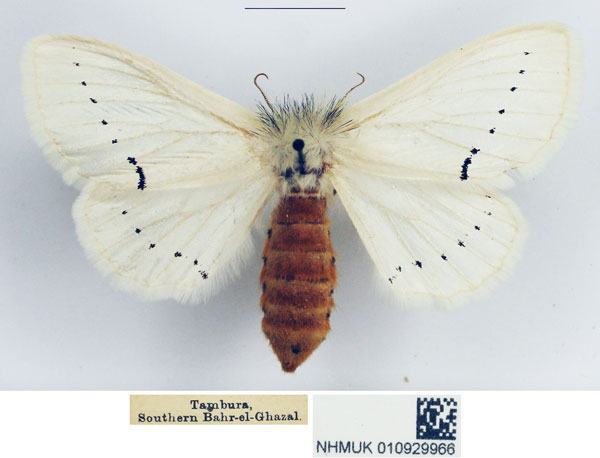 /filer/webapps/moths/media/images/V/venusta_Phiala_AF_NHMUK.jpg