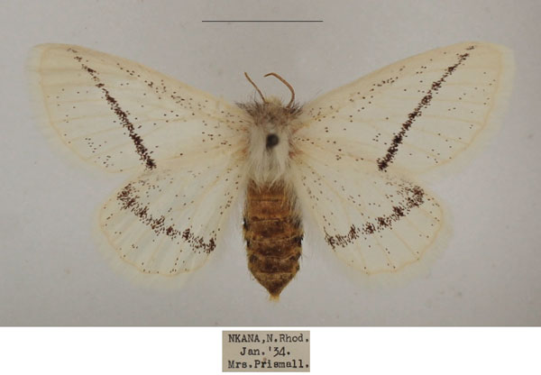 /filer/webapps/moths/media/images/V/venusta_Phiala_AF_TMSA_01.jpg