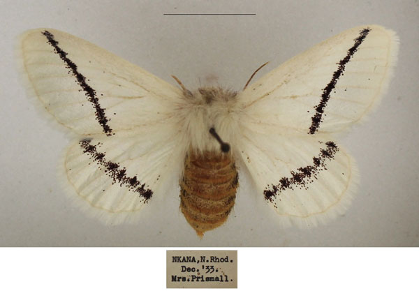 /filer/webapps/moths/media/images/V/venusta_Phiala_AF_TMSA_02.jpg