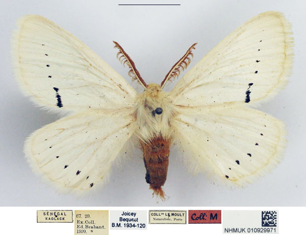 /filer/webapps/moths/media/images/V/venusta_Phiala_AM_NHMUK.jpg