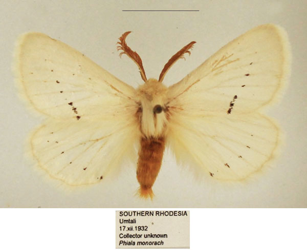 /filer/webapps/moths/media/images/V/venusta_Phiala_AM_TMSA_01.jpg