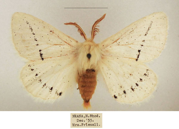 /filer/webapps/moths/media/images/V/venusta_Phiala_AM_TMSA_02.jpg