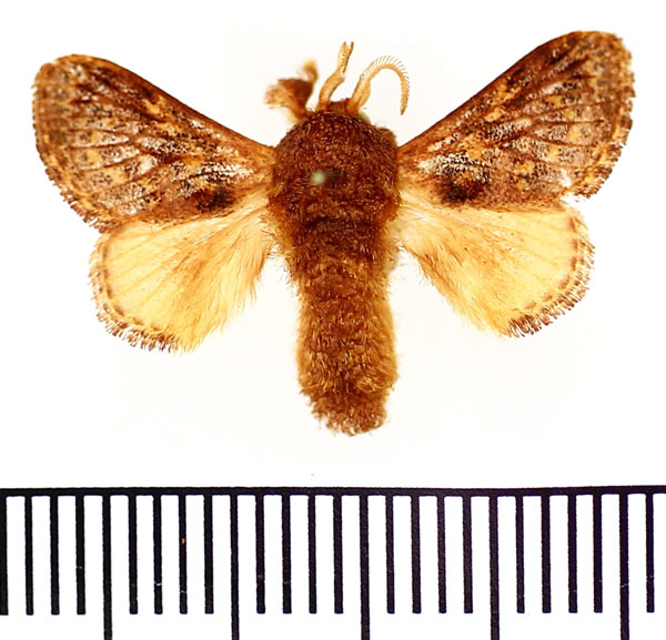 /filer/webapps/moths/media/images/V/venusta_Sporetolepis_AM_BMNH.jpg