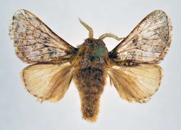 /filer/webapps/moths/media/images/V/venusta_Sporetolepis_AM_NHMO.jpg