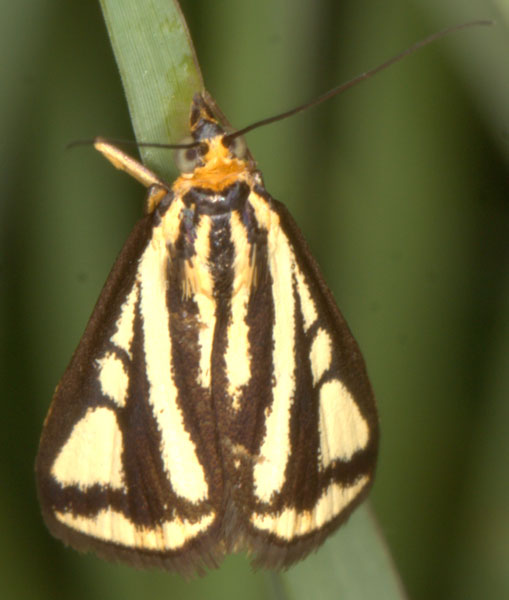 /filer/webapps/moths/media/images/V/venustalis_Loxostege_A_Heyns_01.jpg