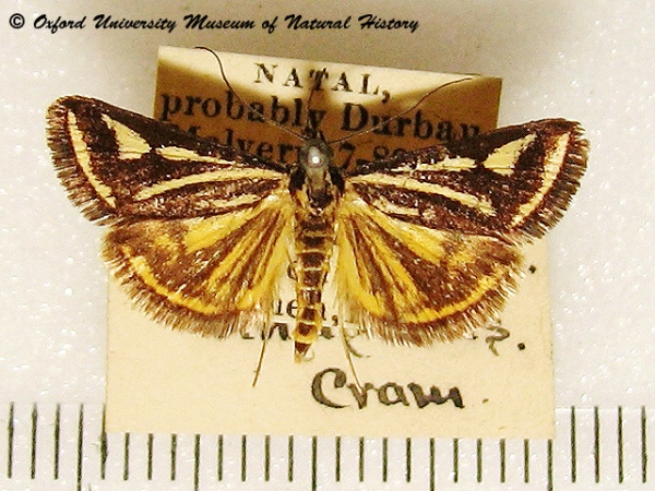 /filer/webapps/moths/media/images/V/venustalis_Loxostege_A_OUMNH_02.jpg