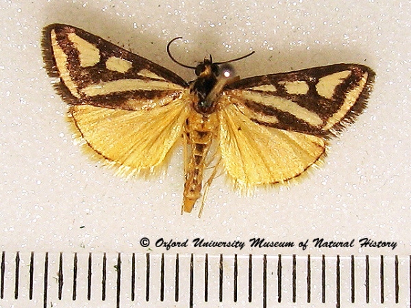 /filer/webapps/moths/media/images/V/venustalis_Loxostege_A_OUMNHa_01.jpg