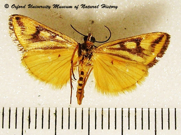 /filer/webapps/moths/media/images/V/venustalis_Loxostege_A_OUMNHb_01.jpg