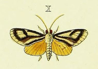 /filer/webapps/moths/media/images/V/venustalis_Loxostege_Cramer4_371_I.jpg