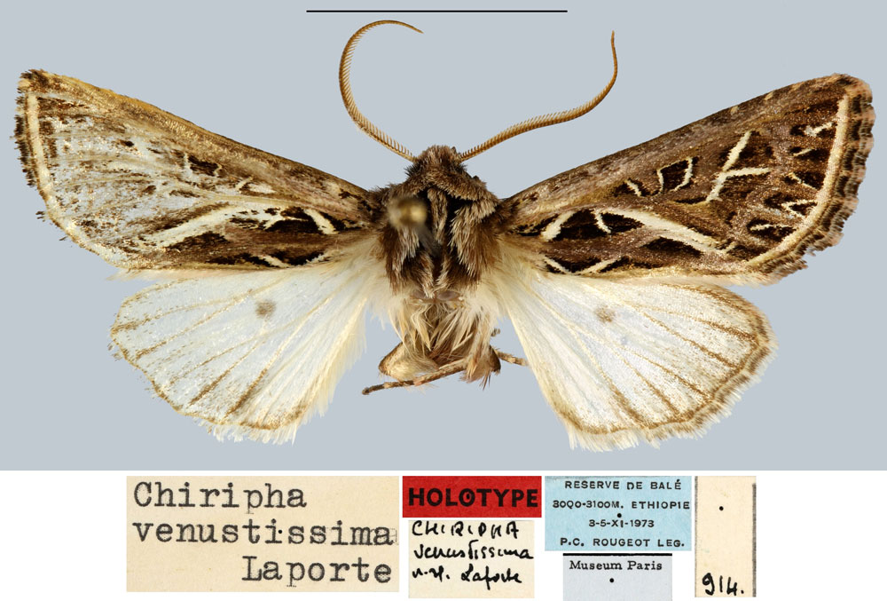 /filer/webapps/moths/media/images/V/venustissima_Chiripha_HT_MNHN.jpg