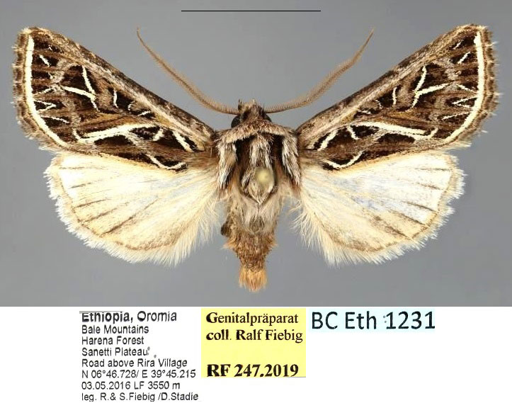 /filer/webapps/moths/media/images/V/venustissima_Leumicamia_AM_Fiebig.jpg