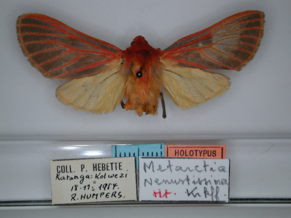 /filer/webapps/moths/media/images/V/venustissima_Metarctia_HT_RMCA_01.jpg