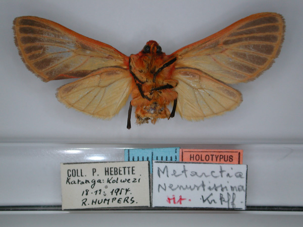 /filer/webapps/moths/media/images/V/venustissima_Metarctia_HT_RMCA_02.jpg