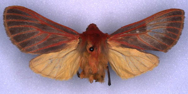 /filer/webapps/moths/media/images/V/venustissima_Metarctia_HT_RMCA_03.jpg