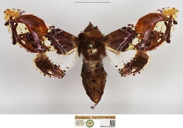 /filer/webapps/moths/media/images/V/venustissima_Pacidara_HT_NHMUK.jpg
