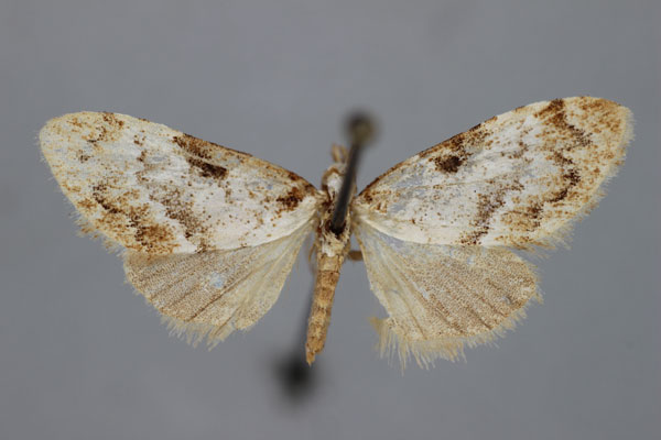 /filer/webapps/moths/media/images/V/venustula_Meganola_A_BMNH.jpg