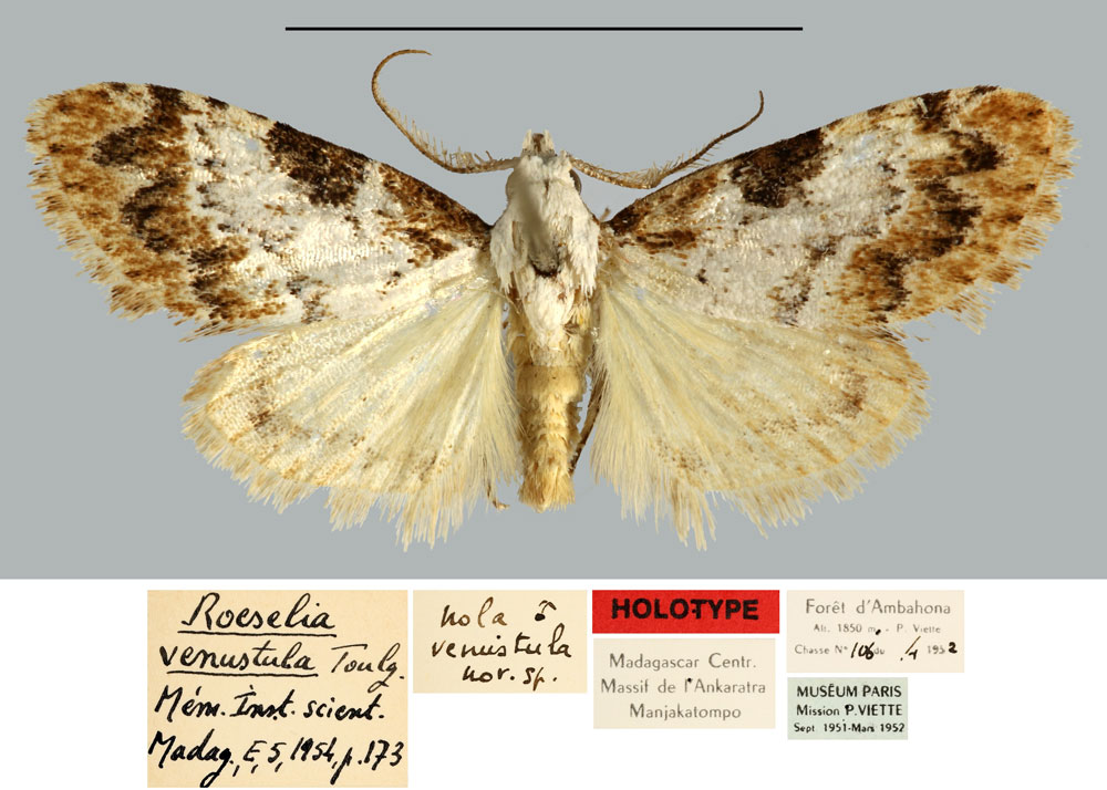 /filer/webapps/moths/media/images/V/venustula_Roeselia_HT_MNHN.jpg