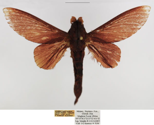 /filer/webapps/moths/media/images/V/verba_Pachytrina_AM_TMSA.jpg