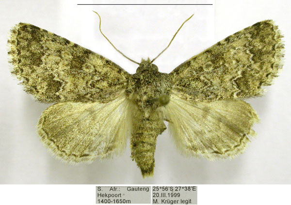 /filer/webapps/moths/media/images/V/verbenata_Acronicta_AF_TMSA.jpg