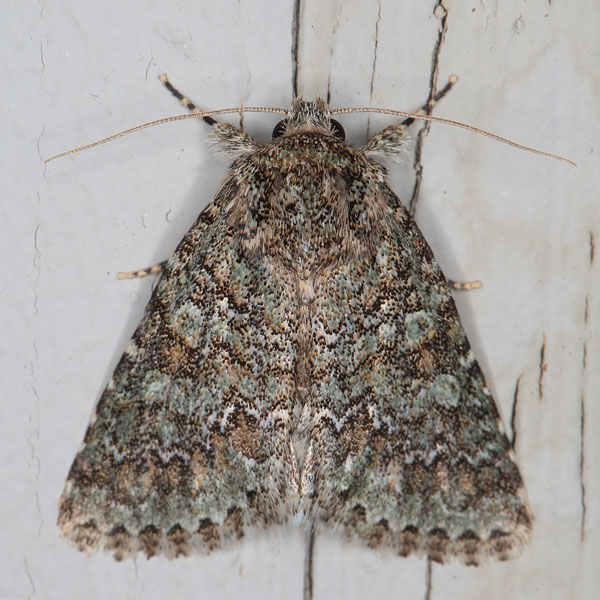 /filer/webapps/moths/media/images/V/verbenata_Acronicta_A_Heyns_01.jpg