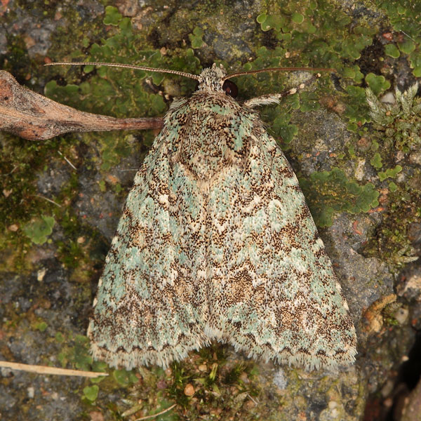 /filer/webapps/moths/media/images/V/verbenata_Acronicta_A_Heyns_02.jpg