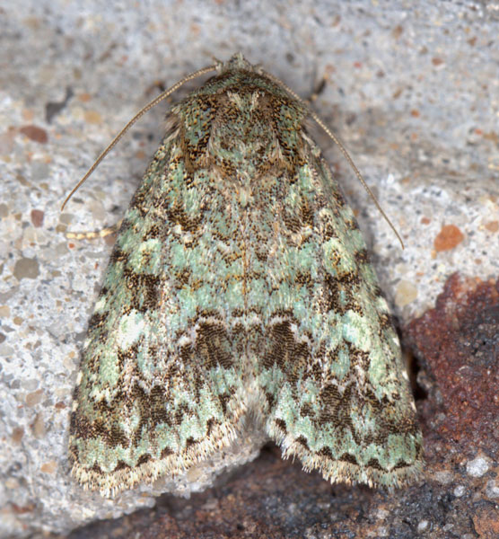 /filer/webapps/moths/media/images/V/verbenata_Acronicta_A_Heyns_03.jpg