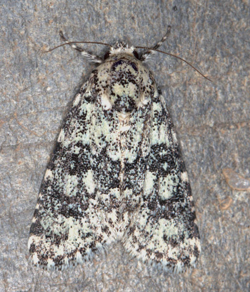 /filer/webapps/moths/media/images/V/verbenata_Acronicta_A_Heyns_04.jpg