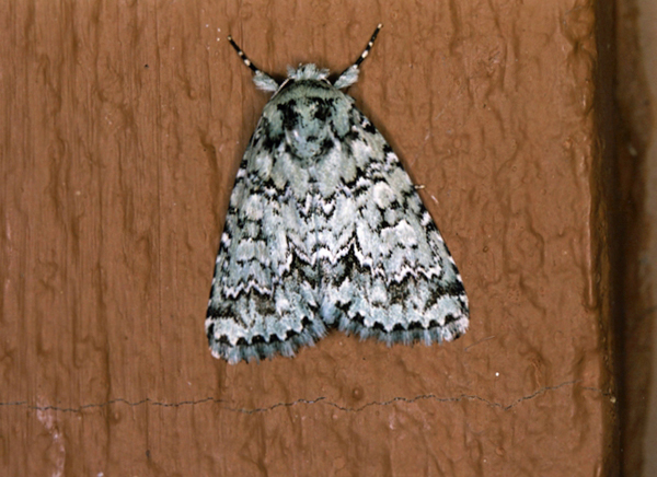 /filer/webapps/moths/media/images/V/verbenata_Acronicta_A_Roland_01.jpg