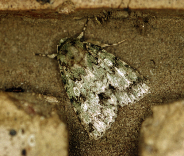 /filer/webapps/moths/media/images/V/verbenata_Acronicta_A_Roland_16.jpg