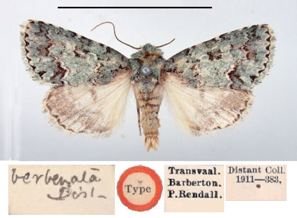 /filer/webapps/moths/media/images/V/verbenata_Diphthera_HT_BMNH.jpg