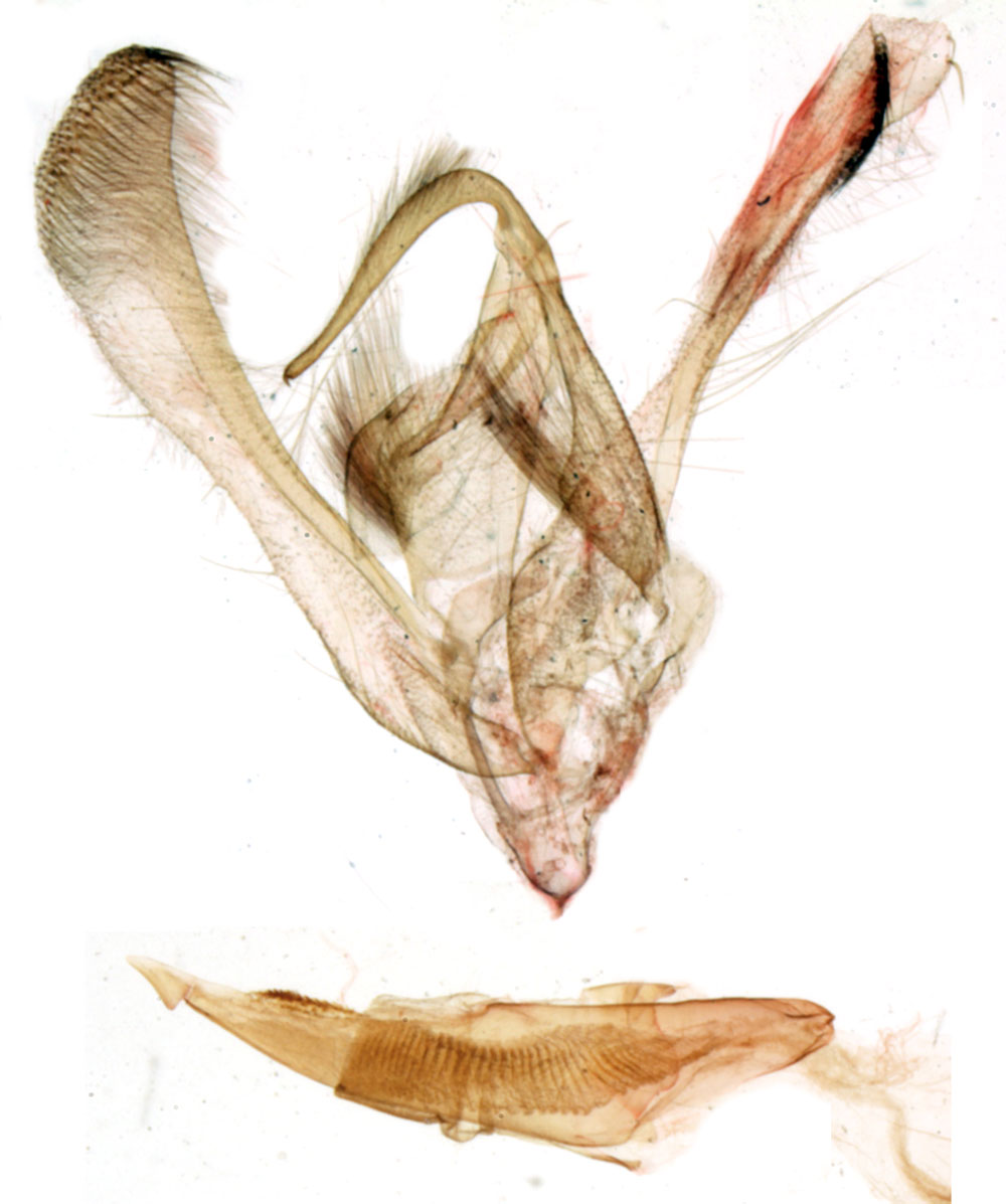 /filer/webapps/moths/media/images/V/vercambrei_Raghuva_GMHT_MNHN_BL1084.jpg