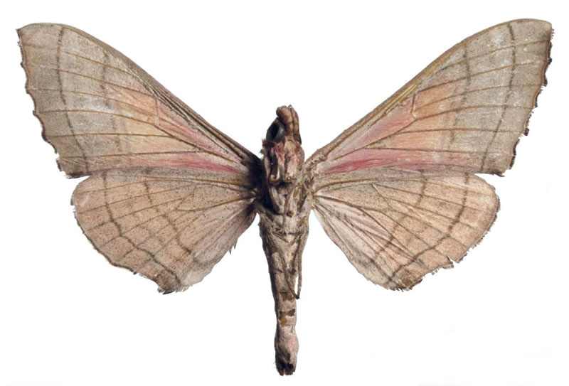 /filer/webapps/moths/media/images/V/verdeciae_Rufoclanis_HT_EMEMb.jpg