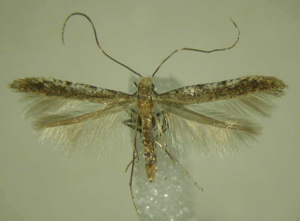 /filer/webapps/moths/media/images/V/verecunda_Caloptilia_PT_ZMBH.jpg