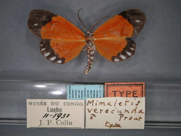 /filer/webapps/moths/media/images/V/verecunda_Mimaletis_HT_RMCA_01.jpg