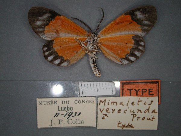/filer/webapps/moths/media/images/V/verecunda_Mimaletis_HT_RMCA_02.jpg