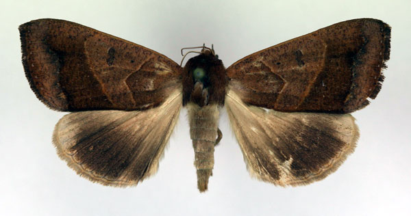 /filer/webapps/moths/media/images/V/verecunda_Ophiusa_A_RMCA.jpg