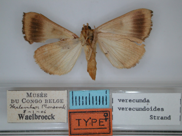 /filer/webapps/moths/media/images/V/verecundoides_Minucia_HT_RMCA_02.jpg
