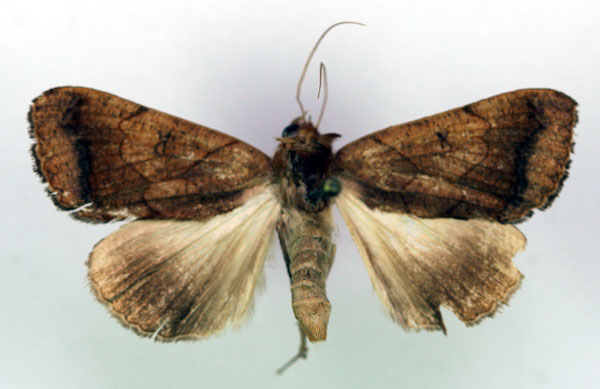 /filer/webapps/moths/media/images/V/verecundoides_Ophiusa_A_RMCA.jpg