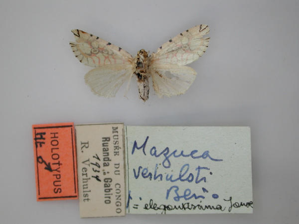 /filer/webapps/moths/media/images/V/verhulsti_Mazuca_HT_RMCA_02.jpg