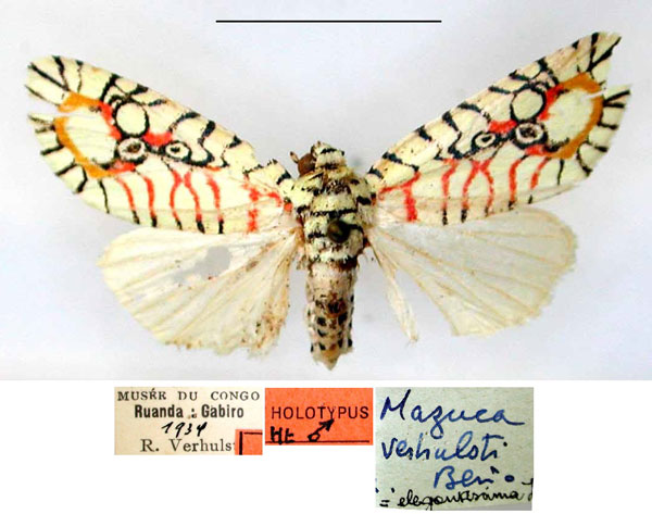 /filer/webapps/moths/media/images/V/verhulsti_Mazuca_HT_RMCA_kNMlA48.jpg