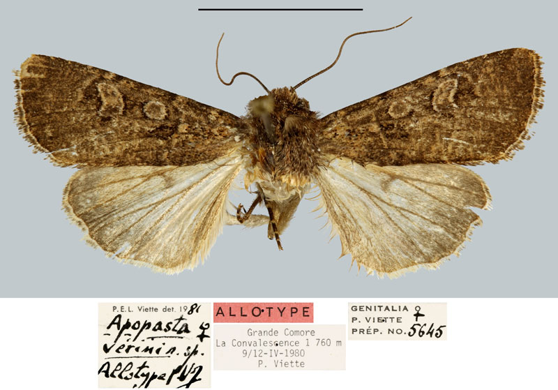 /filer/webapps/moths/media/images/V/verini_Apospasta_AT_MNHN.jpg