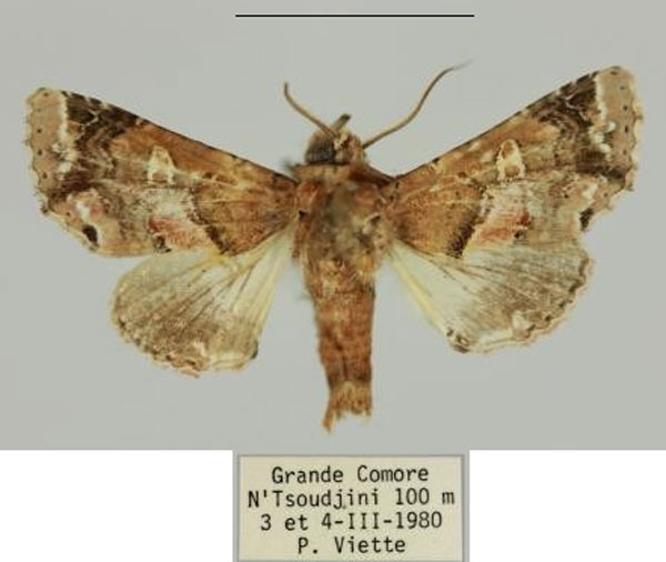 /filer/webapps/moths/media/images/V/verini_Eutelia_AM_MNHN_01.jpg